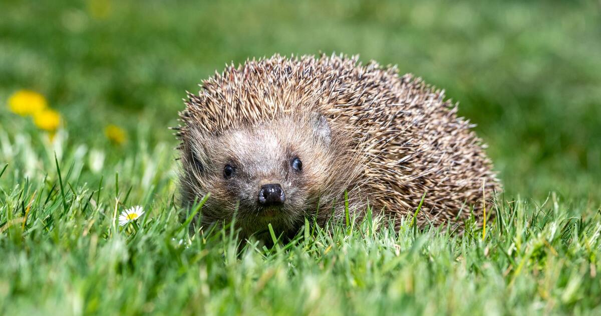Nachtfahrverbot für Mähroboter in Hameln: Schutz für Igel und Wildtiere