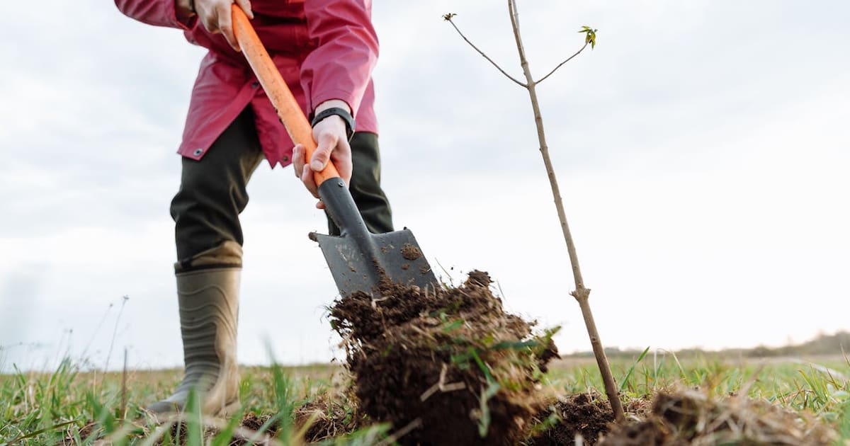 The city of Hameln is giving away another 300 climate trees to its ...